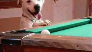 dog billiard