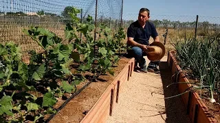 La Poda del Pepino ¡¡ Muy fácil !!  || El Huerto de Silverio