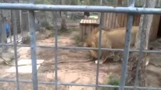 Tug of war with lion 2