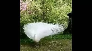 The most beautiful white peacock opening feathers.