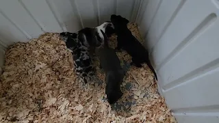 Angel's 2023 Catahoula puppies 2