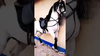 خيل عربي اصيل