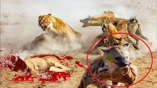 Лев атака гиена, слон vs крокодил, леопард vs зебра, тигр vs анаконда, Бегемот vs носорог, орел vs б