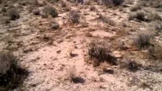 Survivorman mojave desert