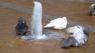 Pigeons bathing in Worcester Fountains
