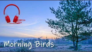 Birds Singing For 5 Minutes To Help Relax| Soothing Nature Sounds | White Noise