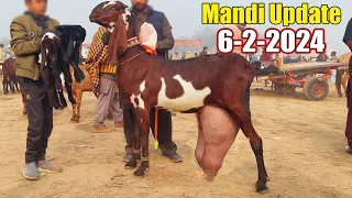 Sahiwal Bakra Bazar Video 2024 - Milking Goats With Kids