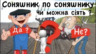 Соняшник по соняшнику - чи можна сіяти соняшник після соняшнику ?