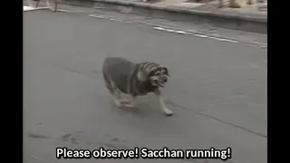 The Legend of Sacchan The Fat Dog