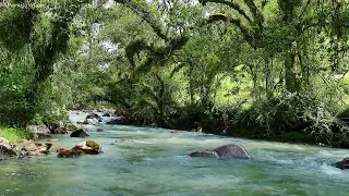 Peaceful morning nature sounds, pleasant birdsong, gentle flat river sound flowing in the forest