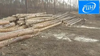 Два «черных лесоруба» из городского округа Луховицы приговорены к тюремному заключению