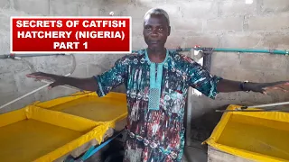 The secrets of catfish hatchery business in Nigeria - Part 1