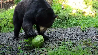 Black Bears Enjoy Tasty Treats For National Watermelon Day