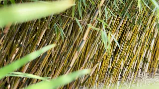 Clumping Bamboo Pros and Cons - Growing Bamboo as a Hedge