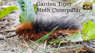 Garden Tiger Moth Caterpillar / Arctia caja (4K Ultra HD)
