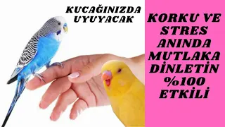 muhabbet kuşu stresten nasıl çıkar kuşunuzu dinlendirecek uyutacak müzik dinlet kucağında uyusun