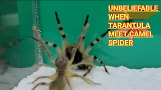 TARANTULA VS CAMEL SPIDER | ANIMAL UNIVERSE