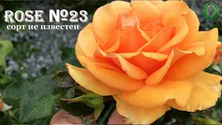 Роза № 23. видео/карта. Медно-оранжевая красотка. Питомник 🌹 и 🌲 Е. Иващенко