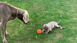 Lovely day!🥰 #weimaraners #weimaraner #puppy