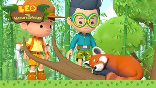 Go RED PANDA! | 1 HOUR | Best of Leo the Wildlife Ranger | Kids Cartoons