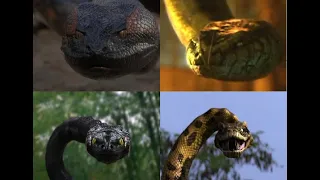Matanza de las Anacondas (Te lo Resumo Así Nomás)