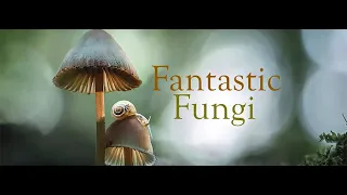 Niezwykły Świat Grzybów (Fantastic Fungi) Lektor PL