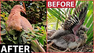 Baby Dove Birds Growing up Before and After | Incredible footage of Baby Doves behavior in Nest |FHD