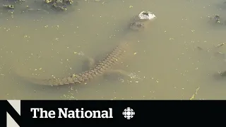 #TheMoment alligators used ice to stay warm until spring