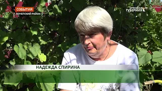 На Брянщине в Почепе успешно выращивают уникальные сорта винограда