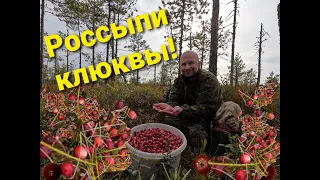 Репортаж с болота: клюква россыпью! Красное золото под ногами!