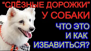 🐾🐕📝 Слёзные дорожки у собаки. Что это и как избавиться?