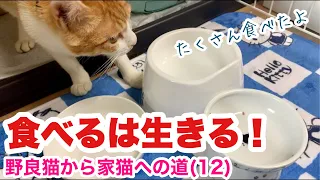 食いしん坊の保護した野良猫！断尾した尻尾も可愛くなってきました【野良猫から家猫への道】