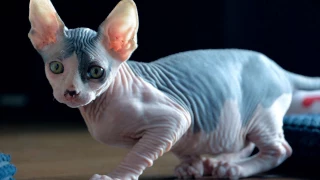 Scammer Is Shaving Kittens and Selling Them as Expensive, Exotic Hairless Cats in Canada