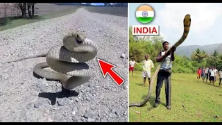 Top 10 Venomous Snakes in World | Top 10 Dangerous Snakes in the World | Toxic Snakes in the world