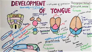 Development Of Tongue
