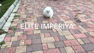 Белый померанский цверг шпиц! White dwarf Pomeranian! Www.elitdog.com