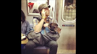 NYC Subway Banned Dogs Unless They Fit In a Bag, Dog Owners Did Not Disappoint