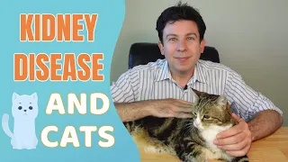 Kidney Disease and Cats - Everything you need to know