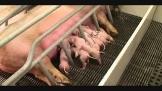 Piglets Nursing (Black Litter) Round 1