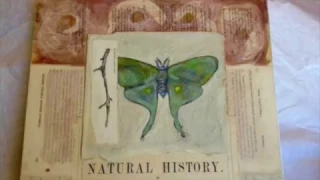Mixed Media Art - The Naturalist's Notebook Collection
