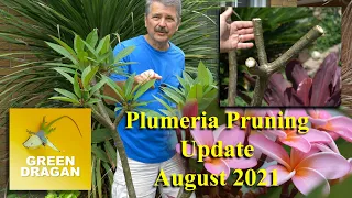 Plumeria Pruning Update 2021