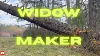 Felling Monster Side Leaning Tree - Mistakes Were Made - Fail