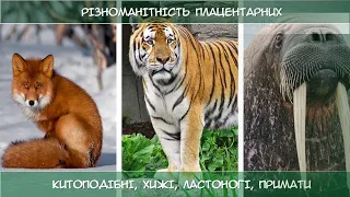 Різноманітність плацентарних ссавців: китоподібні, хижі, ластоногі, примати