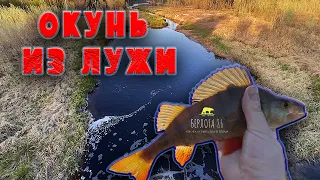 Я В ШОКЕ РЫБАЛКА В ЛУЖЕ !!!! ОКУНЬ В ЛУЖЕ НА ЧЕРВЯ !!!