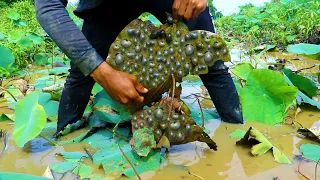 Unbelievable fishing snail! A lot of snails under leaf lotus, A fisherman find & catch a lot at pond