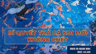 [BÍ QUYẾT] QUI TRÌNH VÀ CÁCH DƯỠNG CÁ KOI MỚI VÀO HỒ 99% KHÔNG CHẾT ONKOI.VN-QUANG MINH - 0932144888