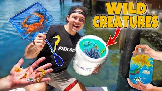 Netting WILD SEA CREATURES For My SEAHORSE SALTWATER AQUARIUM!