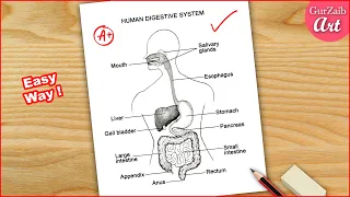 Human Digestive system Labelled Diagram Drawing || easy - step by step