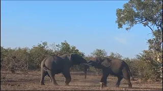 SUDAFRICA PT 6 Kruger National Park due ELEFANTI giocano tra loro o si affrontano?