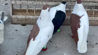 Afghanistan#pigeon#pigeonpigeon#lovely#kabootar#birds#kabutarbazi 🧿❤️